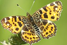 Eustixia eustixia - Landkärtchen- Frühjahrsgeneration (Netzfalter, Landkärtchen)